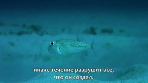 Рыба архитектор (бело-пятнистый иглобрюх) и его шедевры на морском дне