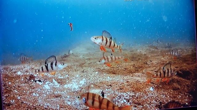 Ловим озёрных окушков .Пасмурно с просветами.глуб.-5.8м смотреть онлайн
