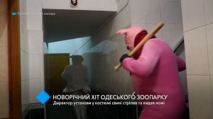 Новогодний хит Одесского зоопарка: директор зверинца в костюме свиньи стрелял и бросал ножи