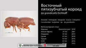 Восточный пятизубчатый короед  (Ips grandicollis Eichhoff)