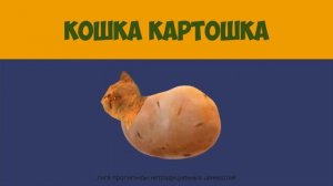 КОШКА - КАРТОШКА  1 ЧАС || CAT - POTATO 1 HOUR