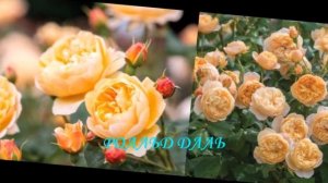 НОВЫЕ СОРТА РОЗ ДЭВИДА ОСТИНА ЭТОГО СЕЗОНА