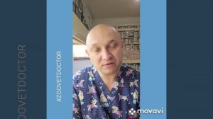 Когти у собак и кошек, как сделать так чтобы животные не царапали мебель дома, советы ветеринара ?