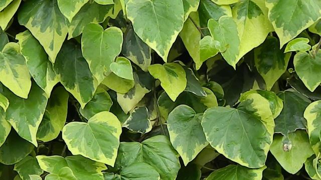 Hedera colchica Sulphur Heart смотреть онлайн