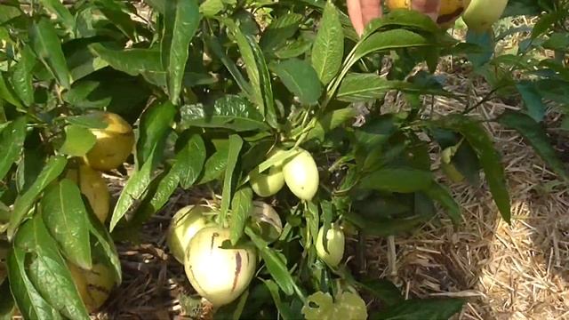 ПЕПИНО, как вырастить богатый урожай! смотреть онлайн