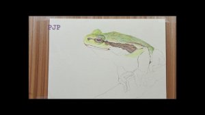 [let's draw] 如何用色鉛筆畫金線蛙 draw a frog with colorful pencil