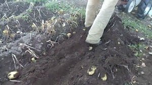 Копаем картошку с помощью мотокультиватора