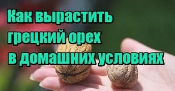 Как вырастить грецкий орех из ореха.