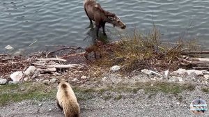 Медведь пытался пообедать маленьким лосенком, но мать лосиха его прогнала.