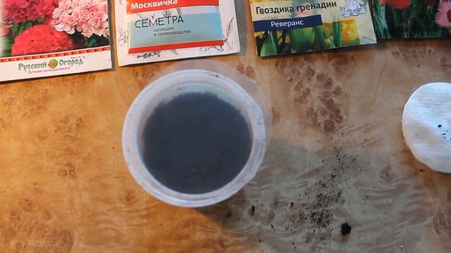 Посадка гвоздики Шабо, перистой, гренадин на рассаду в домашних условиях. Многолетние цветы. смотреть онлайн