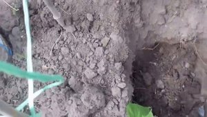 78. Посадка рассады огурцов/что добавить в лунки/