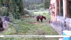 Дотации охотникам за регулирование численности медведя планируют выплачивать в Иркутской области