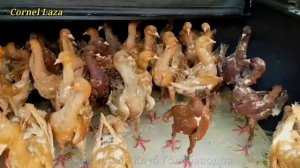 ПРИВЕЗ НОВУЮ ПАРОДУ ГОЛУБЕИ