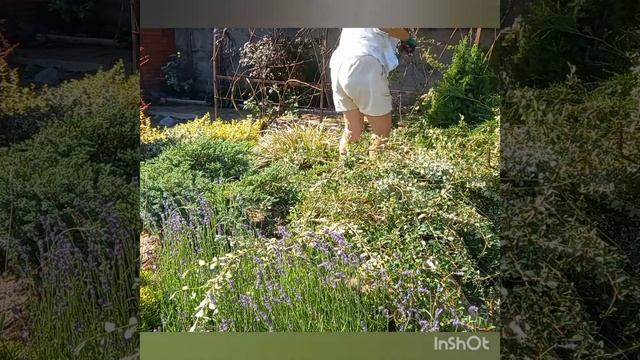 Часть 2.Стрижка кустарников и хвойных растений на рокарие с ручьем.#ландшафтныйдизайн #tagetes