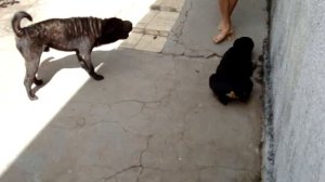 Sharpei vs Rottweiler
