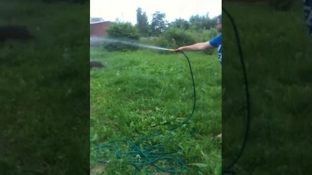 Дикий сушняк у добермана смотреть онлайн