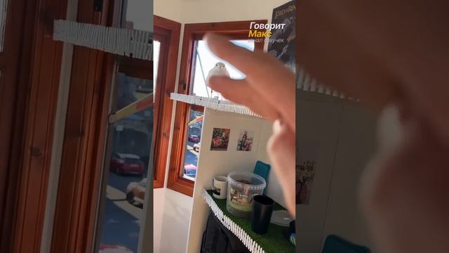 Кормление чайки Стивена. Что умеет делать домашняя чайка?  @FeedingSteven