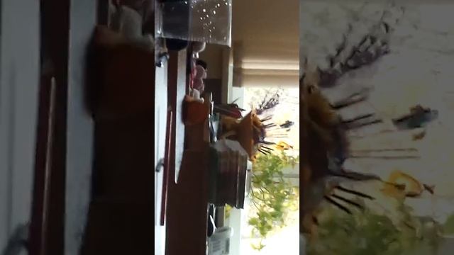 Вызов Чарли в школе смотреть онлайн