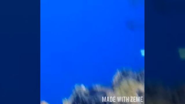 #неоновые рыбки смотреть онлайн