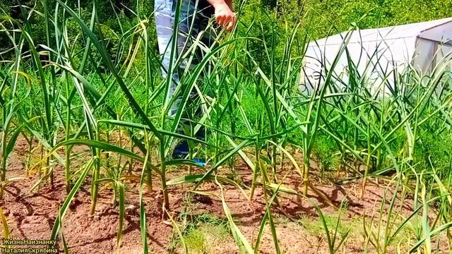 ПОЕЗДКА ЗА ГЛИНОЙ ДЛЯ ПЕЧКИ.ПАСЫНКОВАНИЕ ПЕРЦЕВ .ЯЩИКИ ПРОТИВ ДРОЗДОВ.ИЮНЬ 2023. смотреть онлайн