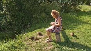 Сначала накормим утят