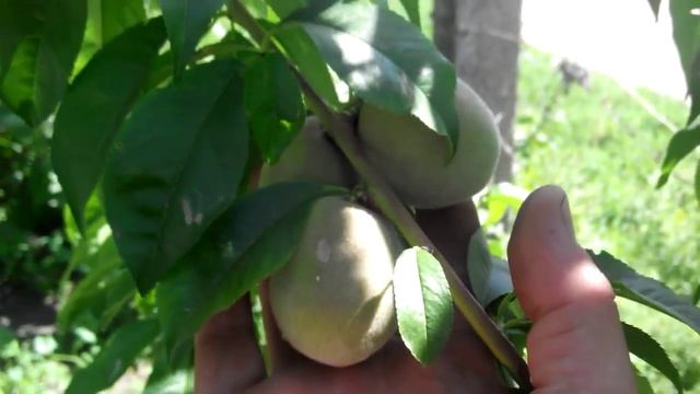 Персики в северных регионах. смотреть онлайн