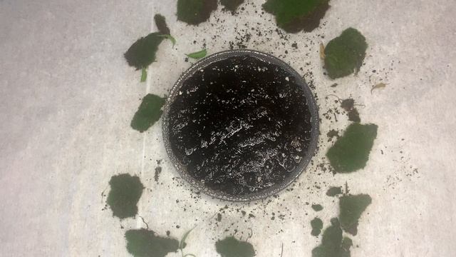 Выращиваем мох дома .Посадка мха в плошку. смотреть онлайн