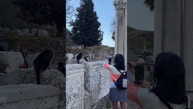 THE WISE CAT 🏛️ WOW Ancient City 🇹🇷 EPHESUS SELÇUK KUSADASI CATS OF TURKEY Türkiye #ruins