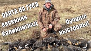 Охота на гуся весной! Калининград, лучшие выстрелы с ShotKam