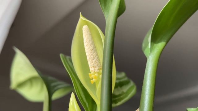 Aglaonema Stripes Flower смотреть онлайн