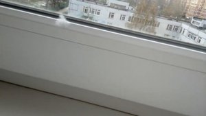 Как ухаживать за сирийскими хомячками