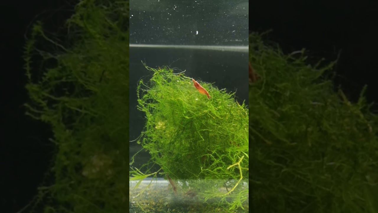 Купил креветок черри смотреть онлайн