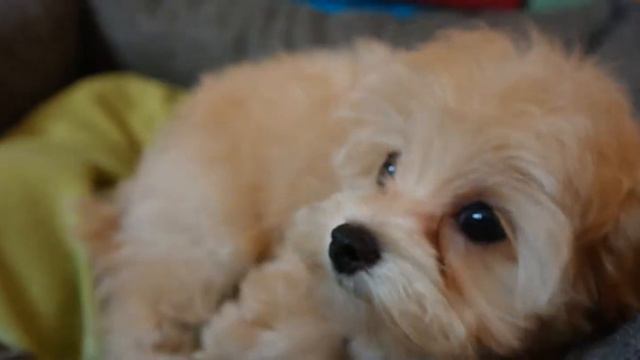 Мальтипу девочка Мила смотреть онлайн