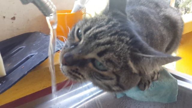 Маруся пьет воду. Бухтарма. Восточный Казахстан. смотреть онлайн