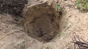 ПОСАДКА РОЗ ОСЕНЬЮ. ОСОБЕННОСТИ ПОСАДКИ РОЗ.