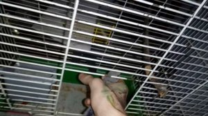 И СНОВА ПЕРЕСЕЛЕНИЕ - ОТСАДИЛ ПОПУГАЕВ В ДРУГУЮ КЛЕТКУ