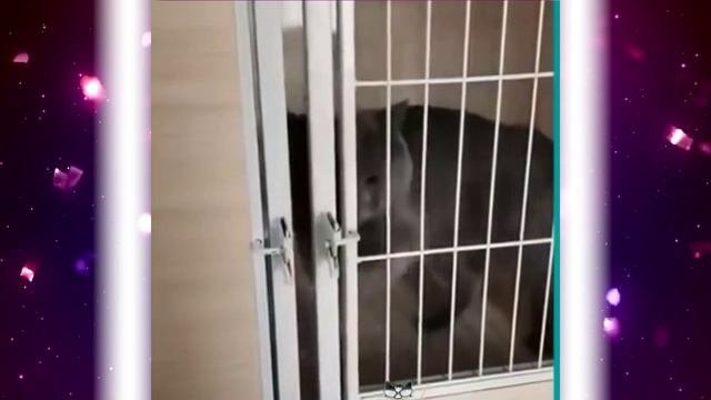 Смешные кошки))) Приколы с котами)))