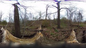 Red Hill Valley 360 - Fallen Trees Meditation/Relaxation 360/VR