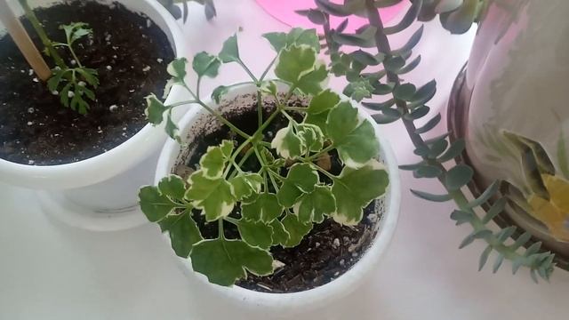 Полисциасы. Молочаи миля. Драцена смотреть онлайн