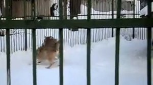 весенние брачные игры волков