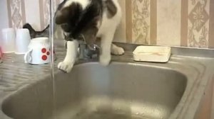 кошка играет с водой из крана