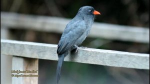 Black-fronted Nunbird - Manu Wildlife Center, Peru.