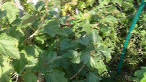 СУПЕРБЛАНКА - белая смородина с длинной кистью.