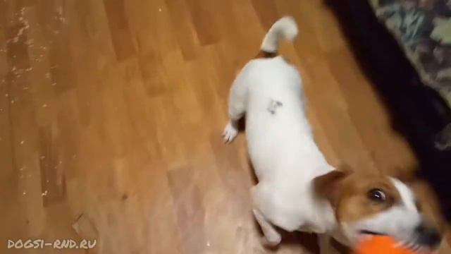 - Принёс! Отдашь? - Не-а... Играем с Питером
