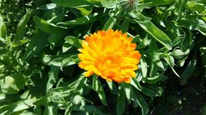 Календула. Что с ней можно делать?