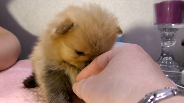 Щенкам шпица 29 дней. Первая дегельминтизация собак. Чем и когда глистогоним собак. Щенкам 1 месяц