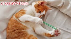 Приколы с котами! С ОЗВУЧКОЙ! Смешные коты и собаки! Самые смешные животные - РЖАКА ДО СЛЁЗ!