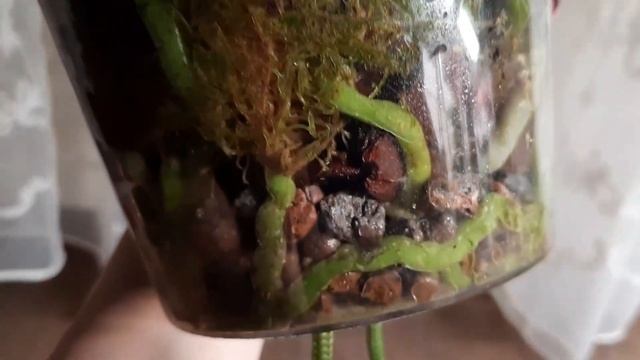 КАКУЮ ОРХИДЕЮ ВЫБРАТЬ НОВИЧКУ? смотреть онлайн