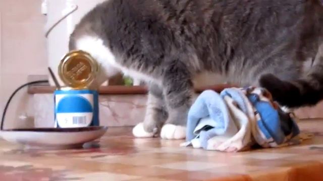 Хитрый Кот Залез на стол при хозяйке смотреть онлайн