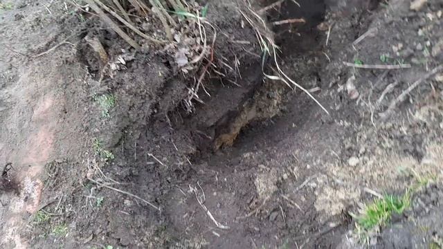 Как я выращиваю подвои для высоких штамбов